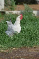 Chickens! Cluck Cluck!