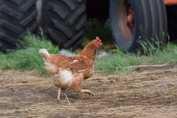Chickens! Cluck Cluck!