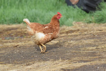 Chickens! Cluck Cluck!