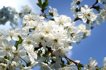 Branches of cherry blossoms against the sky.