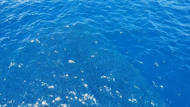 Small fish deep in the blue ocean