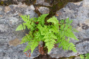 fern growing out of a grey stone covered with moss