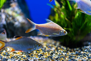 fish in aquarium