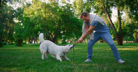 Playful golden retriever pulling leash. Owner playing with harness in park.