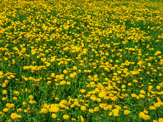 Obraz premium Lots of dandelions in the spring meadow, yellow nature background.