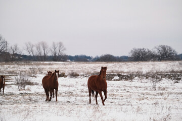 Herd of quarter horses run through snow on winter field in Texas landscape.