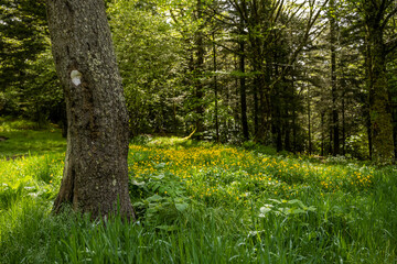 Tree and Field Of Flowers At The Laurel Gap Shelter