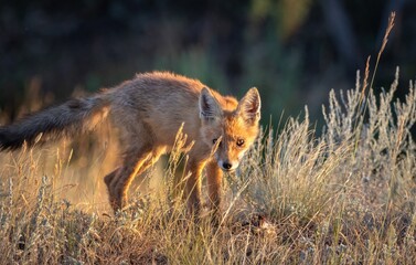red fox in the wild