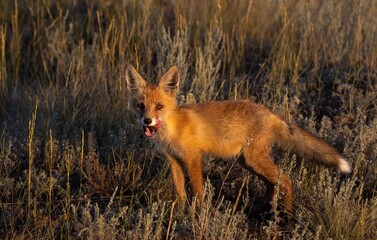 red fox in the wild
