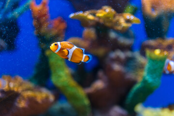 fish in aquarium