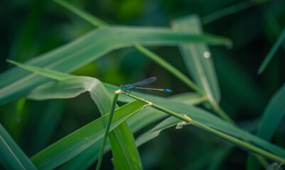 A blue dragonfly on a leaf