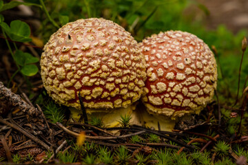 Two Small Mushrooms Grow On Green Forest Floor