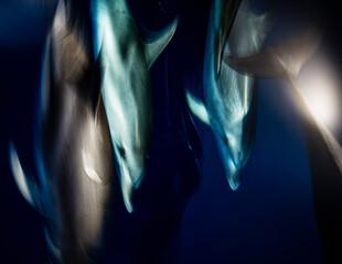 A group of friendly dolphins swims along a whale watching boat, on the beautiful and blue Tenerife Sea in Spain, Atlantic ocean
