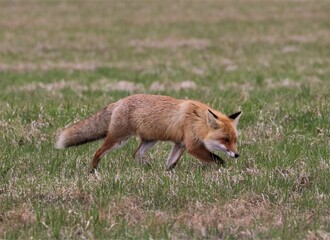 red fox in the wild