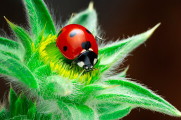 Beautiful ladybug on leaf defocused background