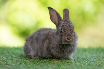 Fototapeta premium cute rabbit sitting and looking something on a green grass in summer day