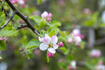 Naklejka na ściany i meble beautiful flowers of apple tree in spring