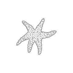 Starfish. Vector wild ocean animal mollusk underwater life doodle black white line isolated illustration.