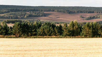 View of the field after the harvest against the backdrop of the forest belt