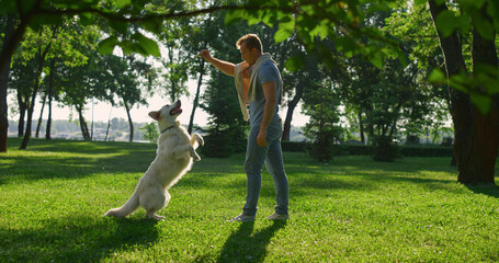 Dog owner training retriever stand on hind paws trick. Man raise hand with food.