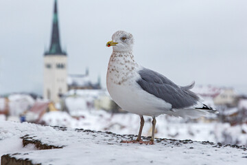 Bird over old european city in winter. Seagull in the port of Tallinn.