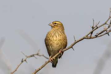 Female Red Bishop