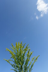 セイタカアワダチソウ