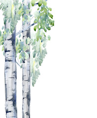 Birch tree.Deciduous tree.Watercolor hand drawn illustration.White background.
- 487832222