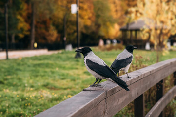 Crows sit on a wooden bridge. Crows are gray and black.