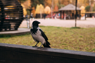 The crow sits on a wooden bridge. The crow looks into the distance.