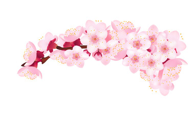 Branch of flowering apricot tree, element design template.
