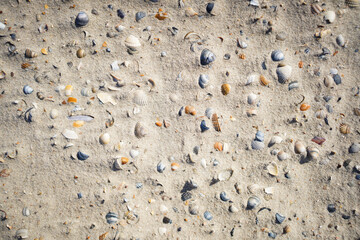 photo of shells on a beach at the sea. wallpaper texture pattern.