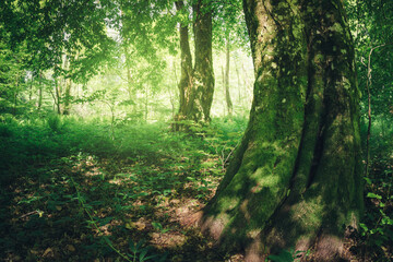old tree with moss in natural green woods