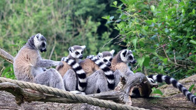 Lemur Cattas In A Group Together on felled tree
