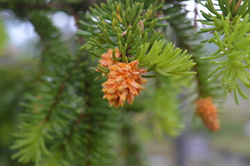 blooming spruce