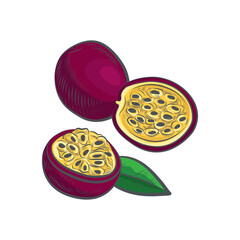Passion fruit sketch vector illustration.