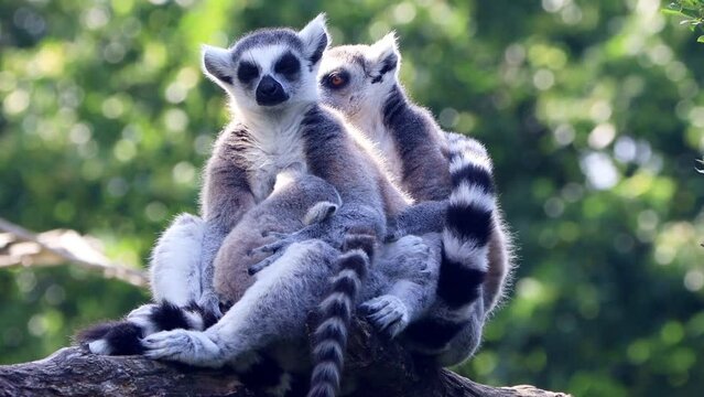lemur catta with baby in her arms, zoom in 
