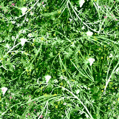 Watercolor seamless pattern with branches. juniper on a branch. Abstract background.Wild grass, wild flower.Immortelle,poppy. Snow covered grass. Wild plant, grass.branch with rose hips. vintage  