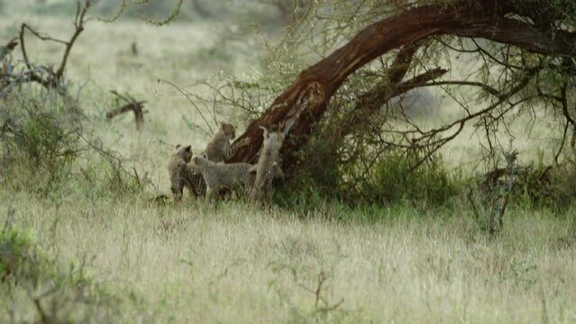 Part 9 of Playful cheetah cubs romping around at dawn in the bush veld nature reserve of the Kruger National Park. Very cute baby animals growing up in the wild in South Africa.