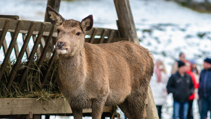 Doe near the forest in winter