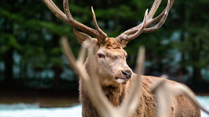 Deer in the dark forest in winter.