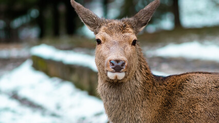 Doe near the forest in winter