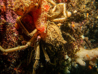A closeup picture of Ascidiacea, commonly known as the ascidians or sea squirts and a spider crab. Picture from the Weather Islands, Skagerack Sea, western Sweden