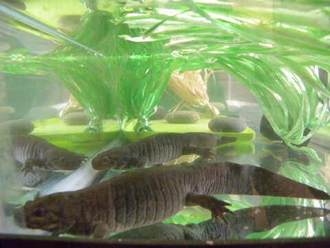 amphibians, frogs, axolotls in different stages
photos of axolotl specimens with gills, with metamorphosis, axolotl offspring, axolotls in reproduction, axolotl eggs, spermatheca, specimens in a fish 