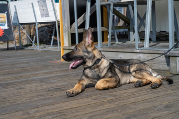 A four-month-old German Shepherd puppy lay down on a wooden deck. Sable colored working line breed