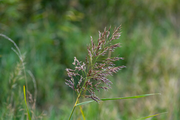 A close-up portrait of a four-month-old German Shepherd puppy. Green grass in the background