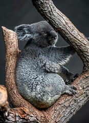 Koala on the eucaliptus tree. Latin name - Phascolarctos cinereus
