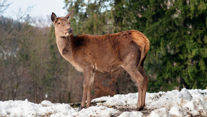 Deer on a snow-covered lawn in the Carpathians, Romania