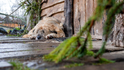 A dog lying on the floor near the wooden house
