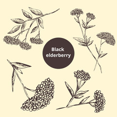 Hand drawn vintage sketch. Image of black elderberry, branch. Outline of the silhouette. pharmacy set. Eps template print for label, package, box